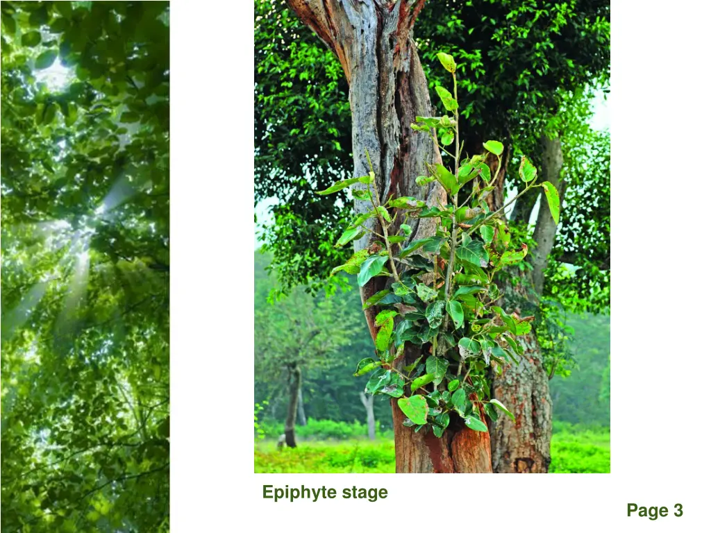 epiphyte stage