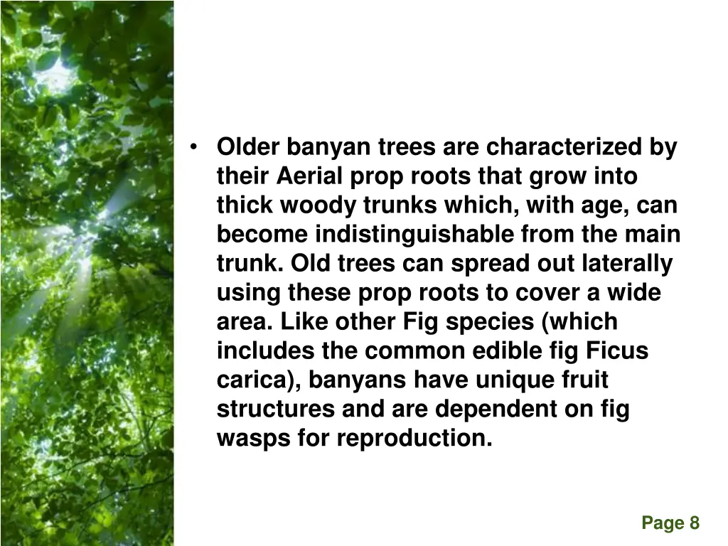 older banyan trees are characterized by their