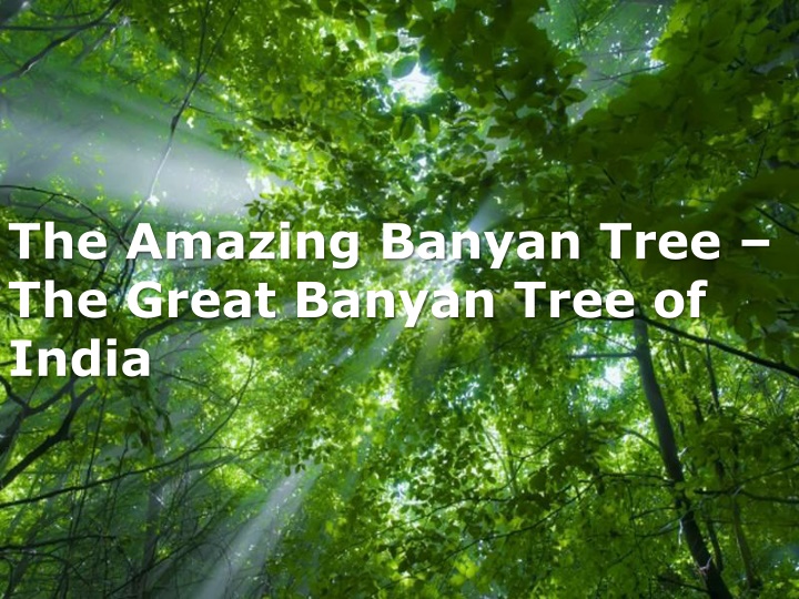 the amazing banyan tree the great banyan tree