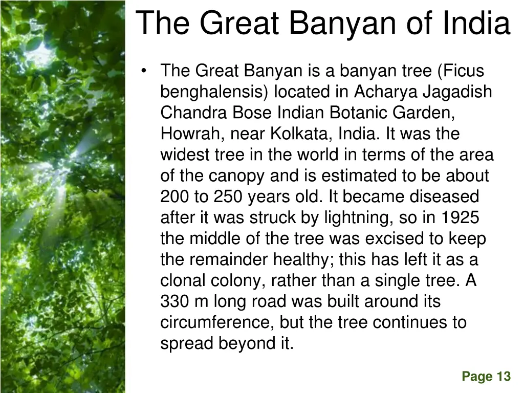 the great banyan of india