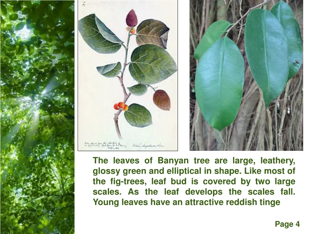 the leaves of banyan tree are large leathery