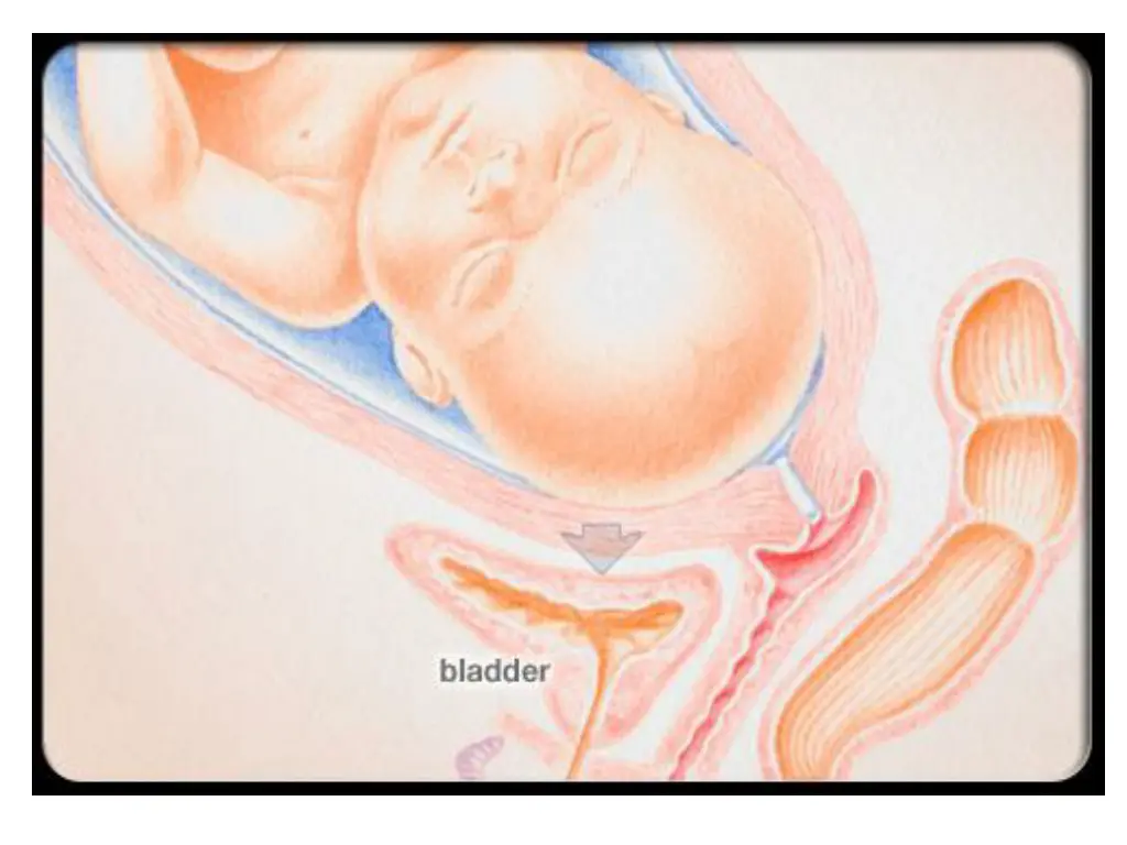 illustration of baby in the womb