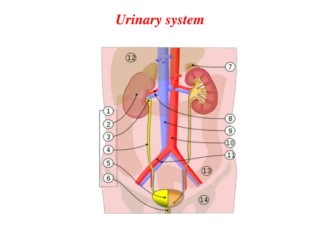 urinary system 1