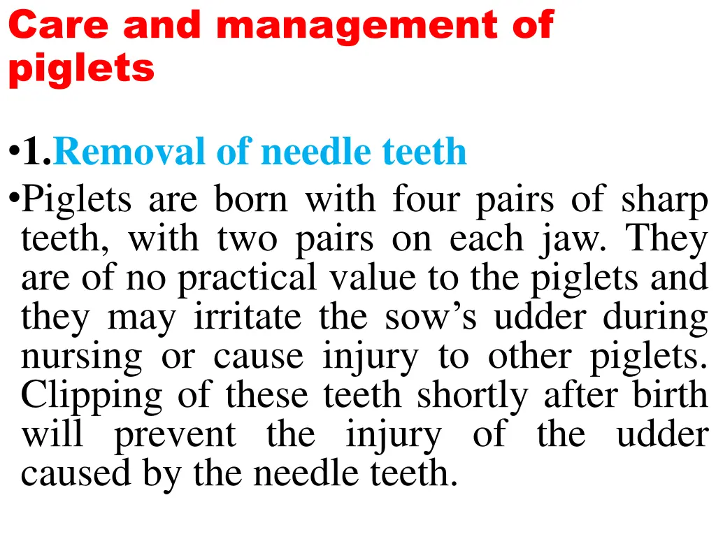 care and management of piglets