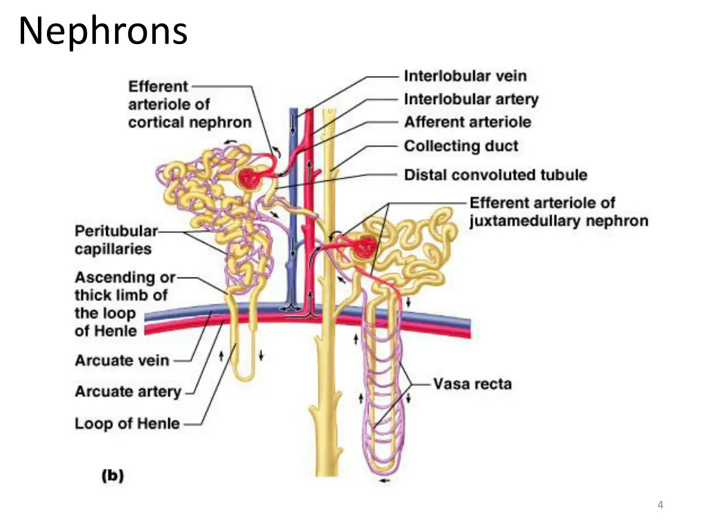 nephrons