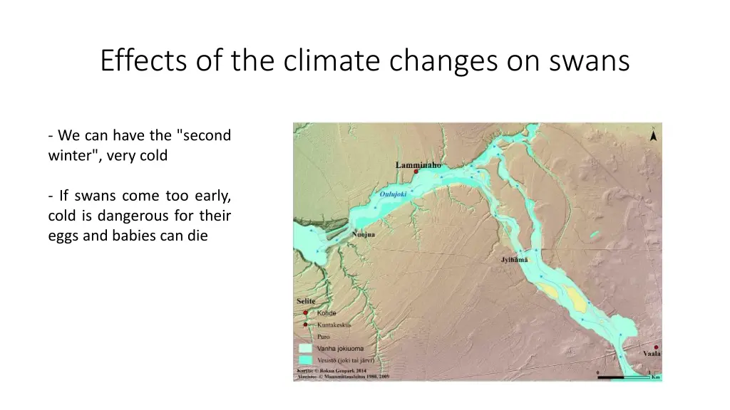 effects of the climate changes on swans