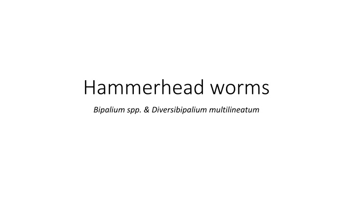 hammerhead worms