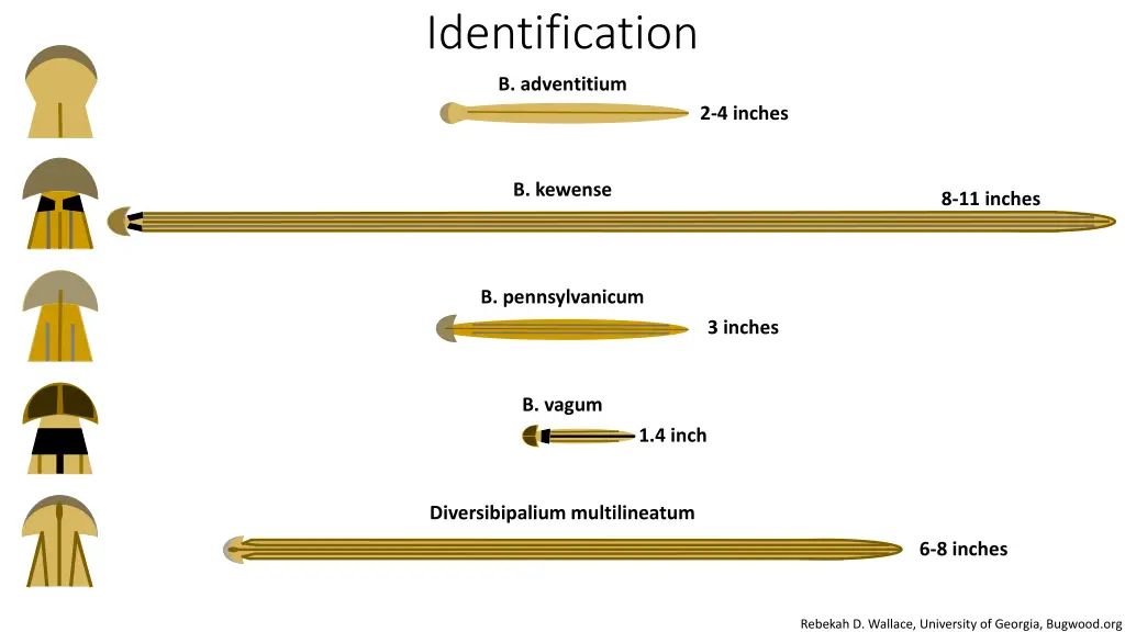 identification