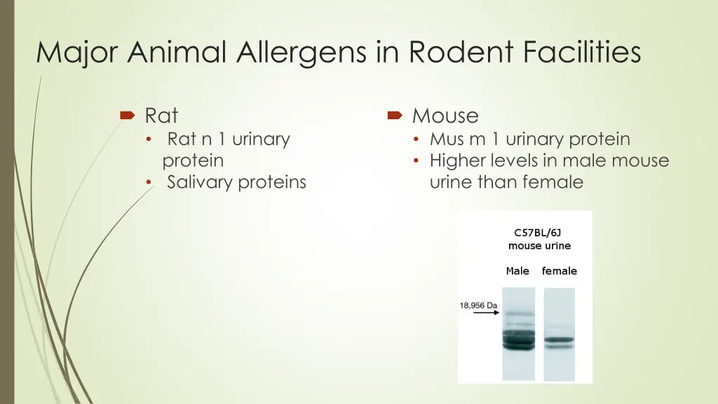 major animal allergens in rodent facilities