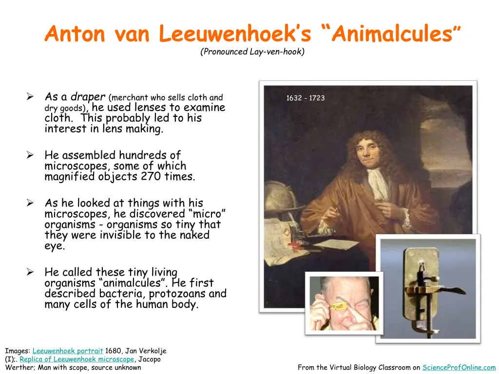 anton van leeuwenhoek s animalcules pronounced