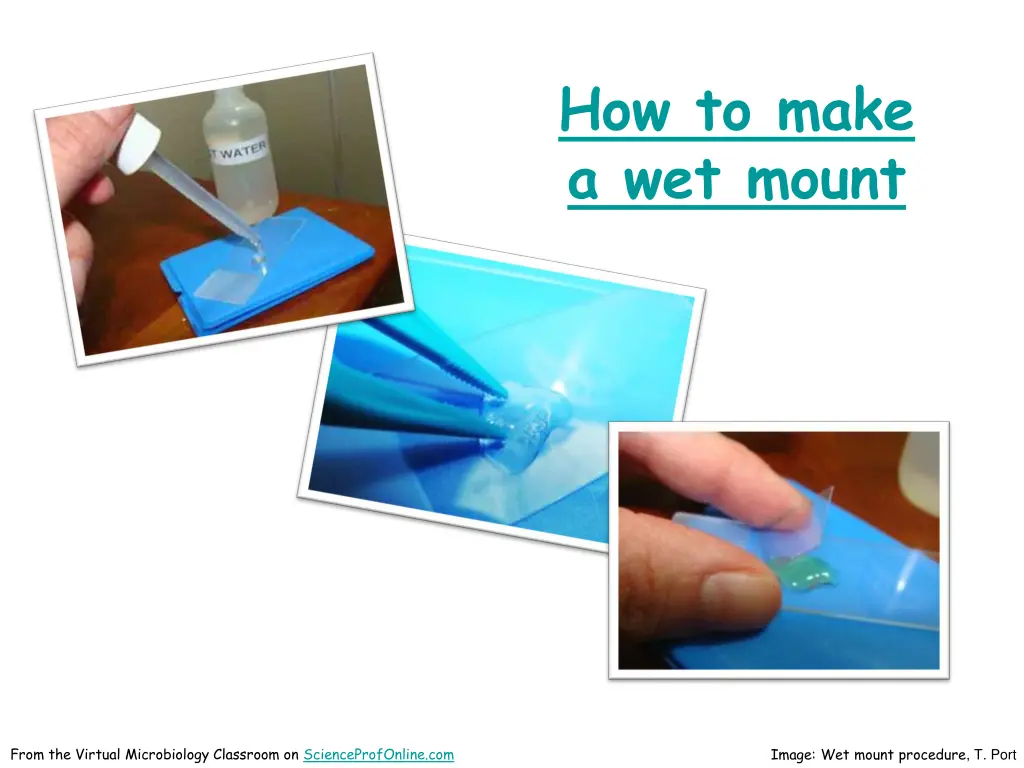 how to make a wet mount