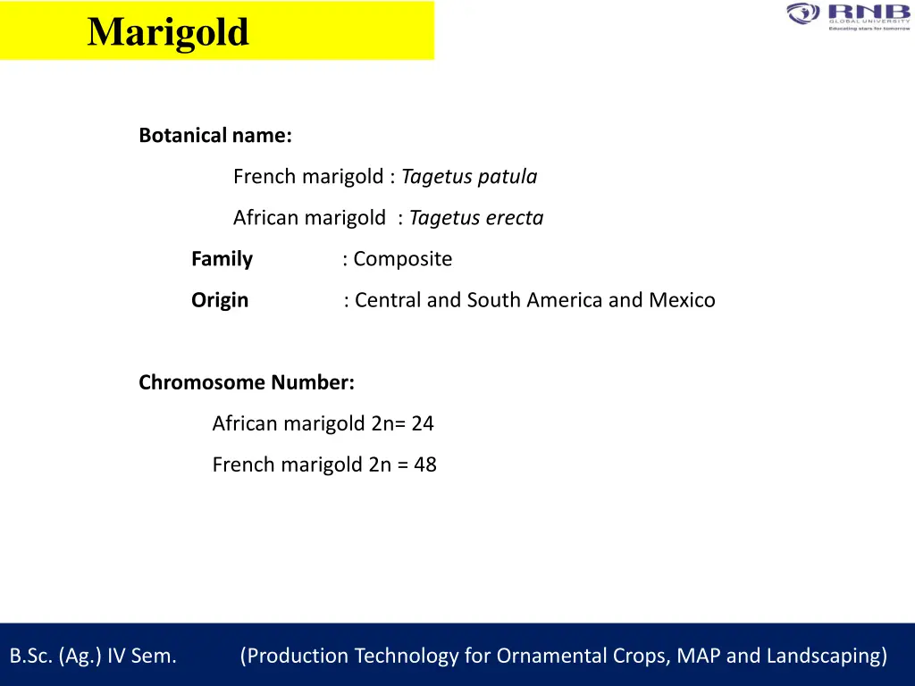 marigold