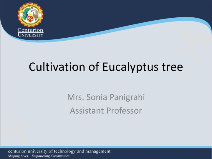 cultivation of eucalyptus tree