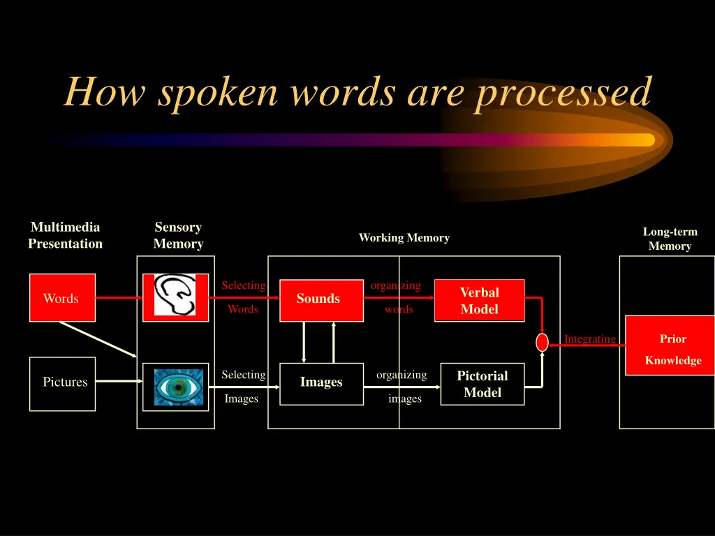 how spoken words are processed