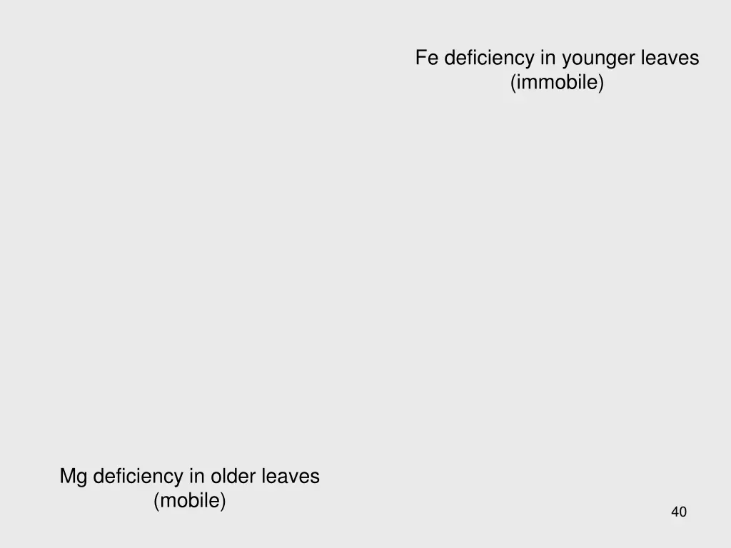 fe deficiency in younger leaves immobile