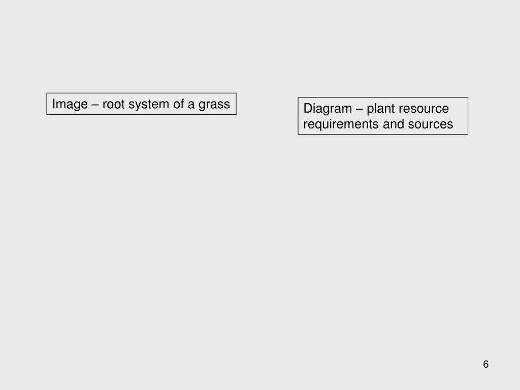 image root system of a grass