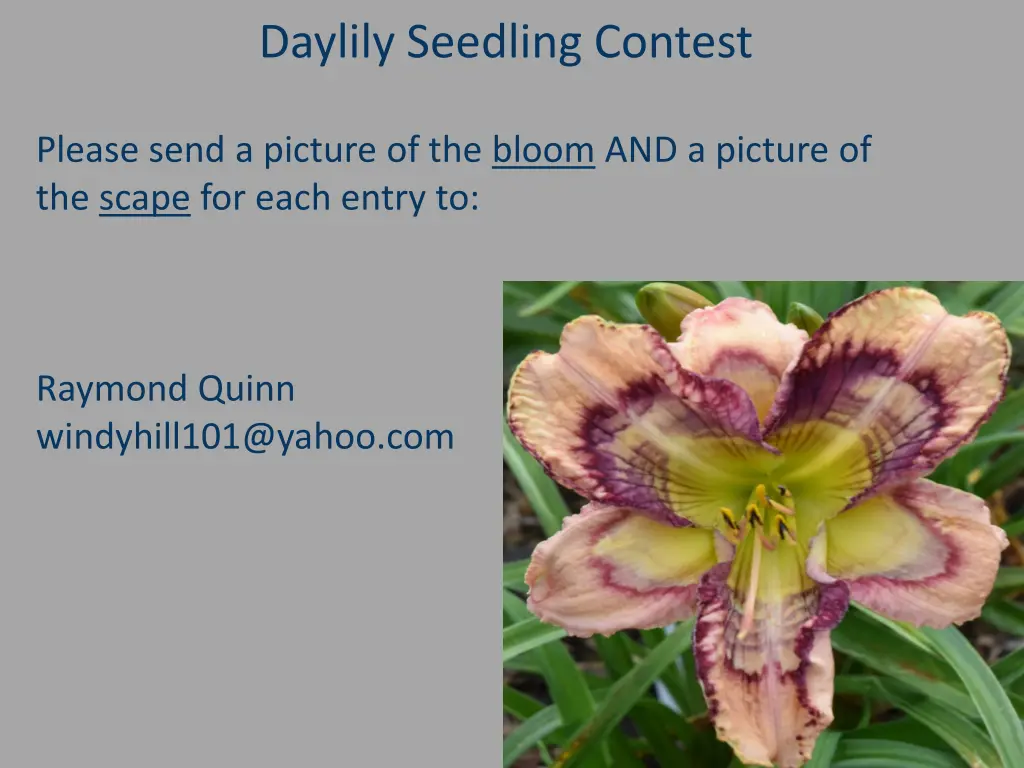 daylily seedling contest