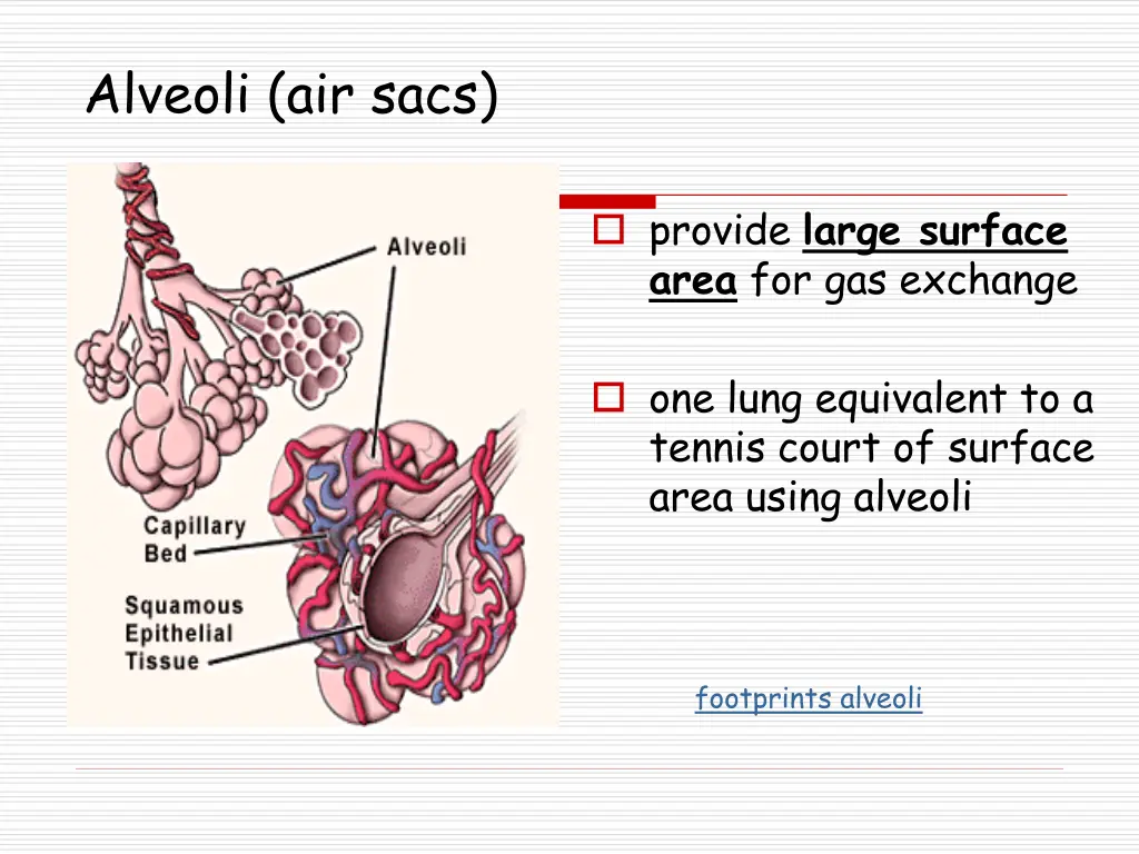 alveoli air sacs