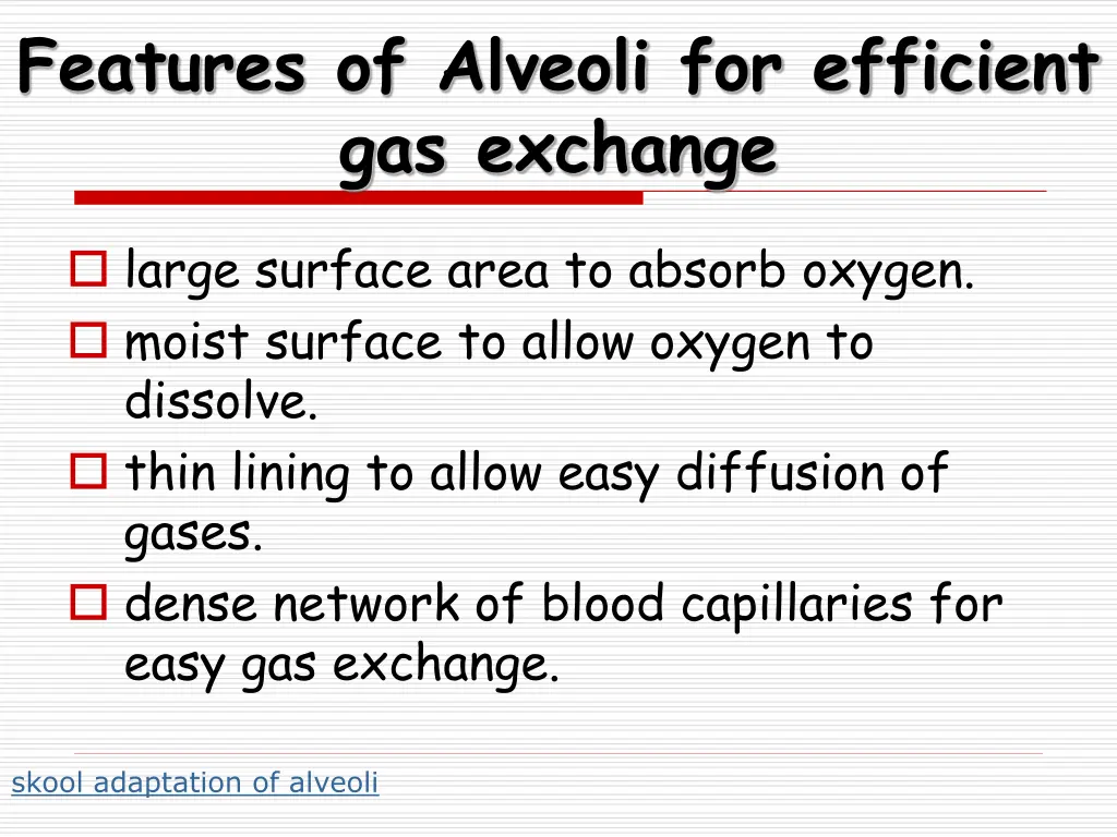 features of alveoli for efficient gas exchange