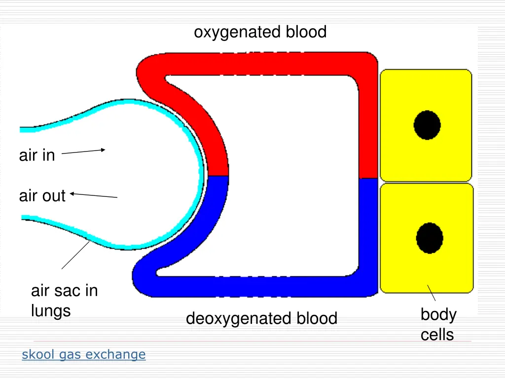 oxygenated blood