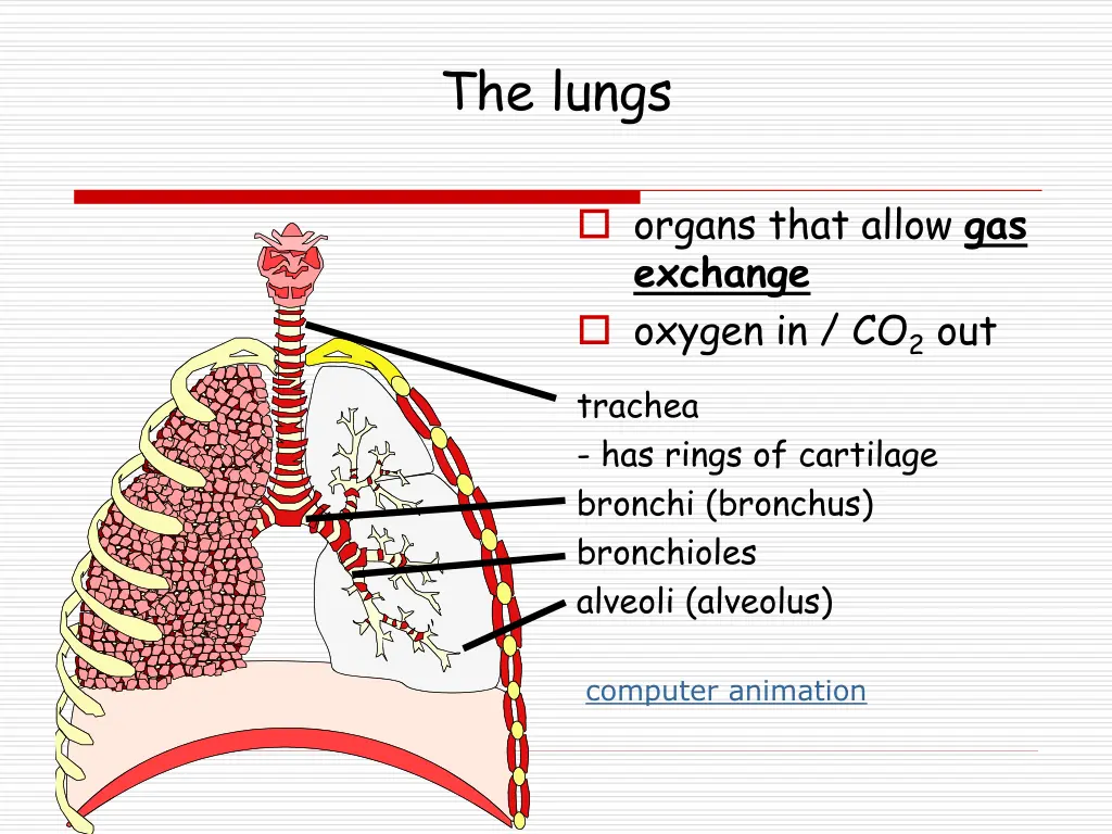 the lungs