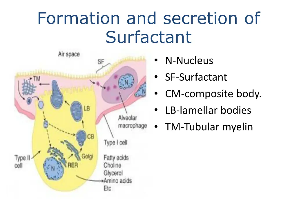 formation and secretion of surfactant