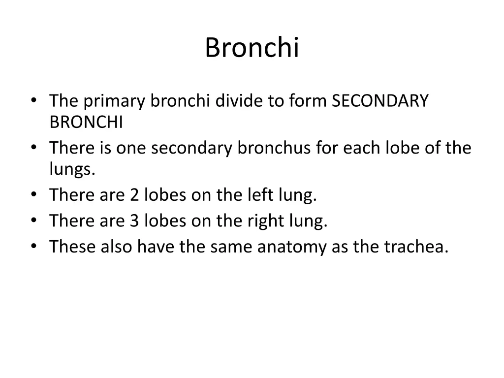 bronchi