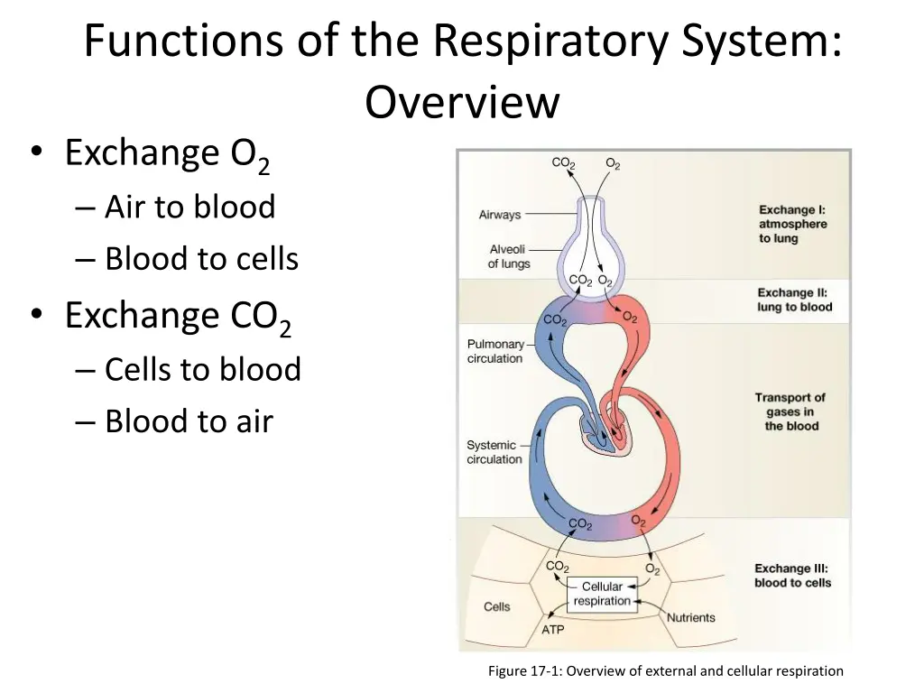 functions of the respiratory system overview