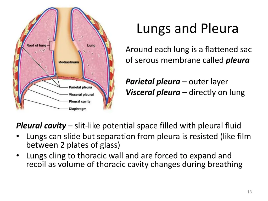 lungs and pleura