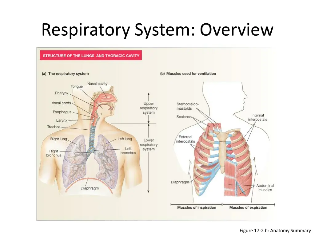 respiratory system overview