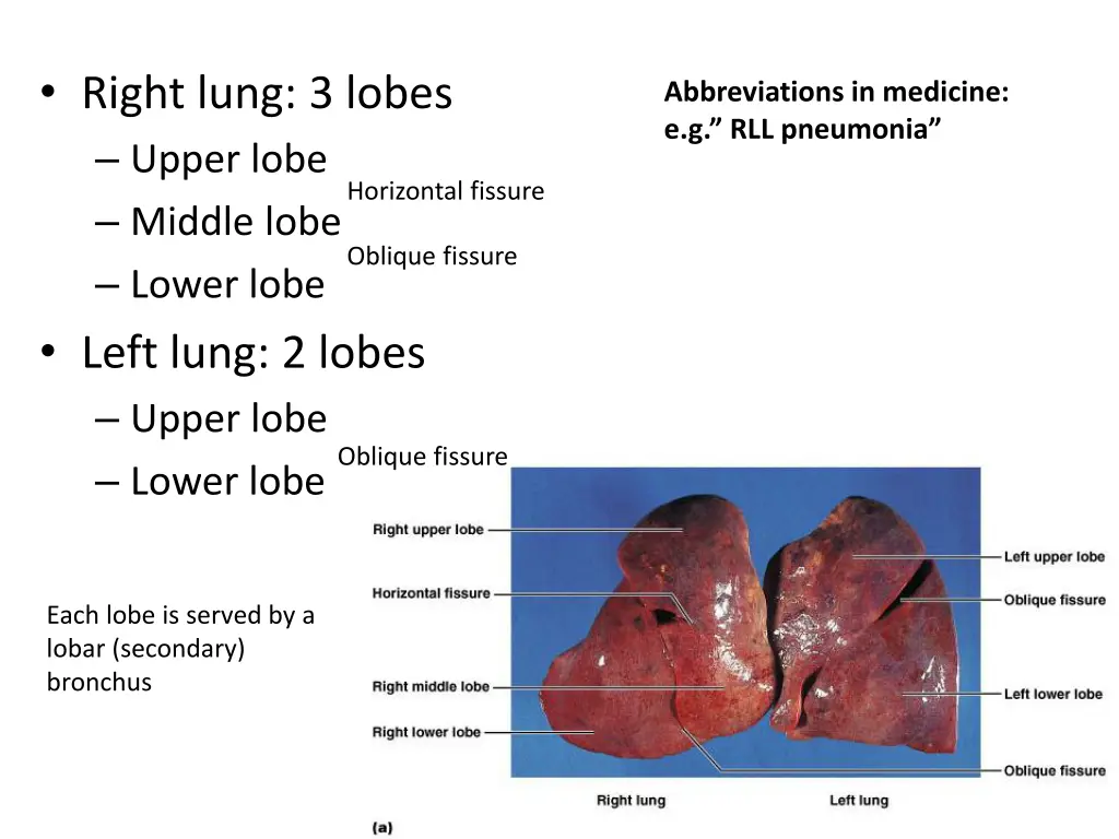 right lung 3 lobes upper lobe middle lobe lower