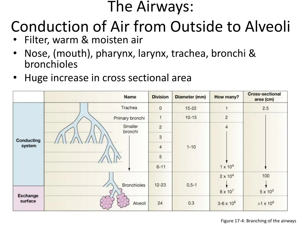 the airways