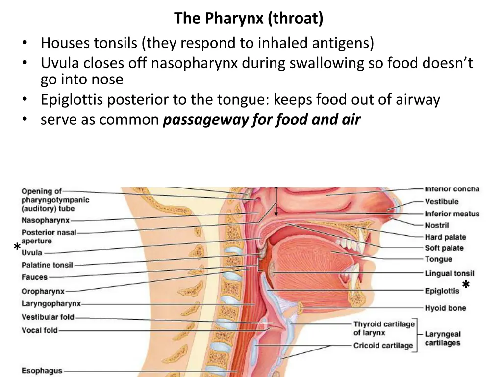 the pharynx throat