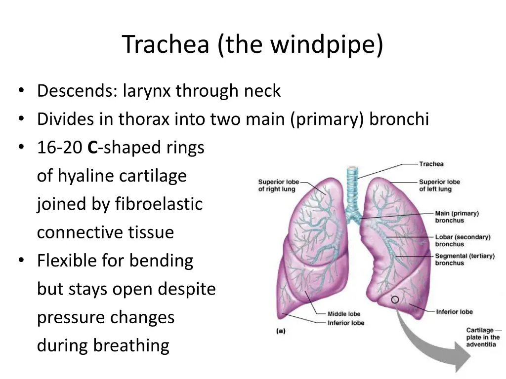 trachea the windpipe