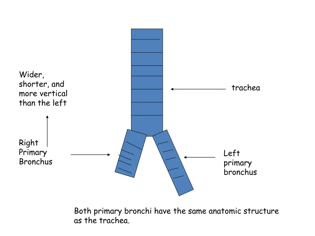 wider shorter and more vertical than the left