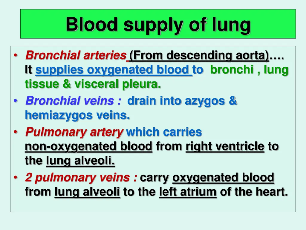 blood supply of lung