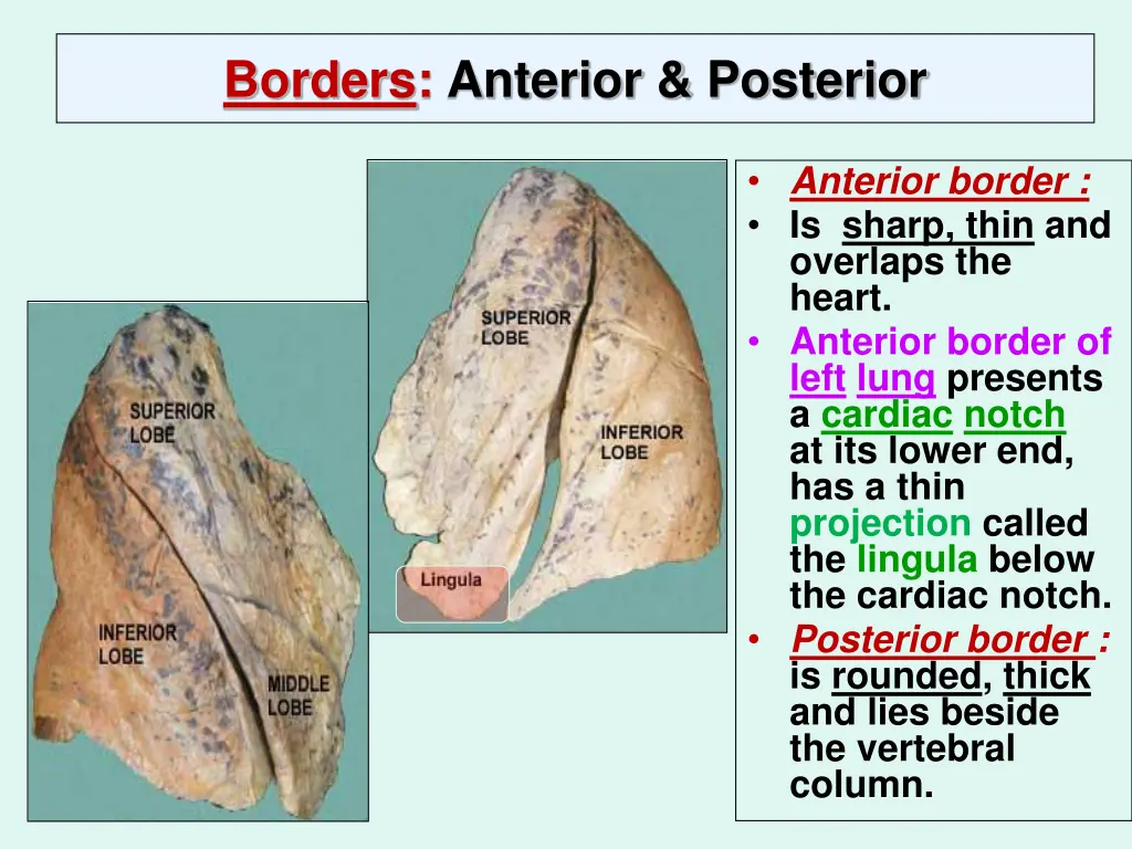 borders anterior posterior