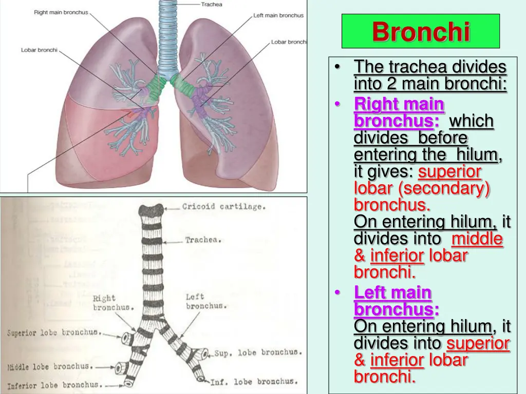 bronchi the trachea divides into 2 main bronchi