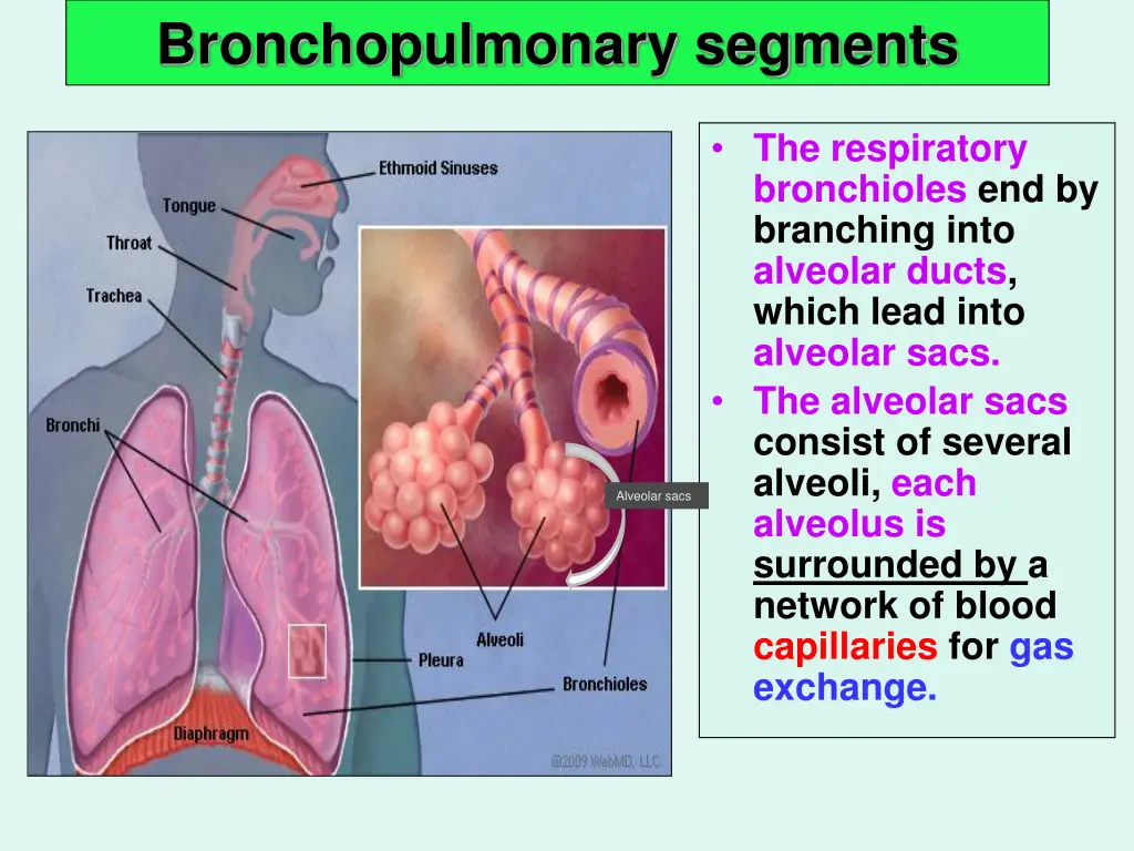 bronchopulmonary segments 1