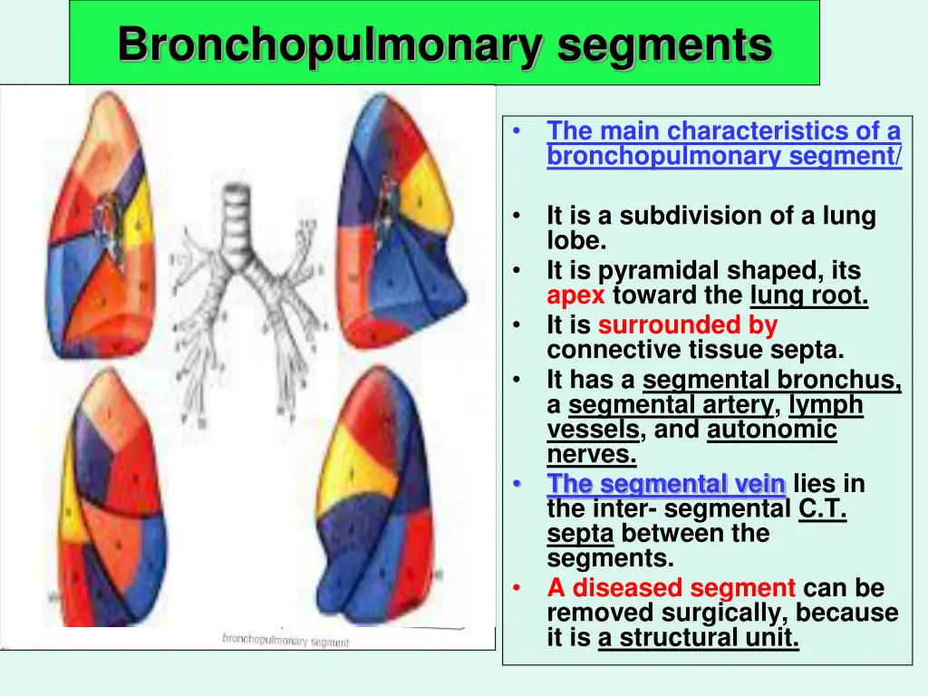 bronchopulmonary segments 2