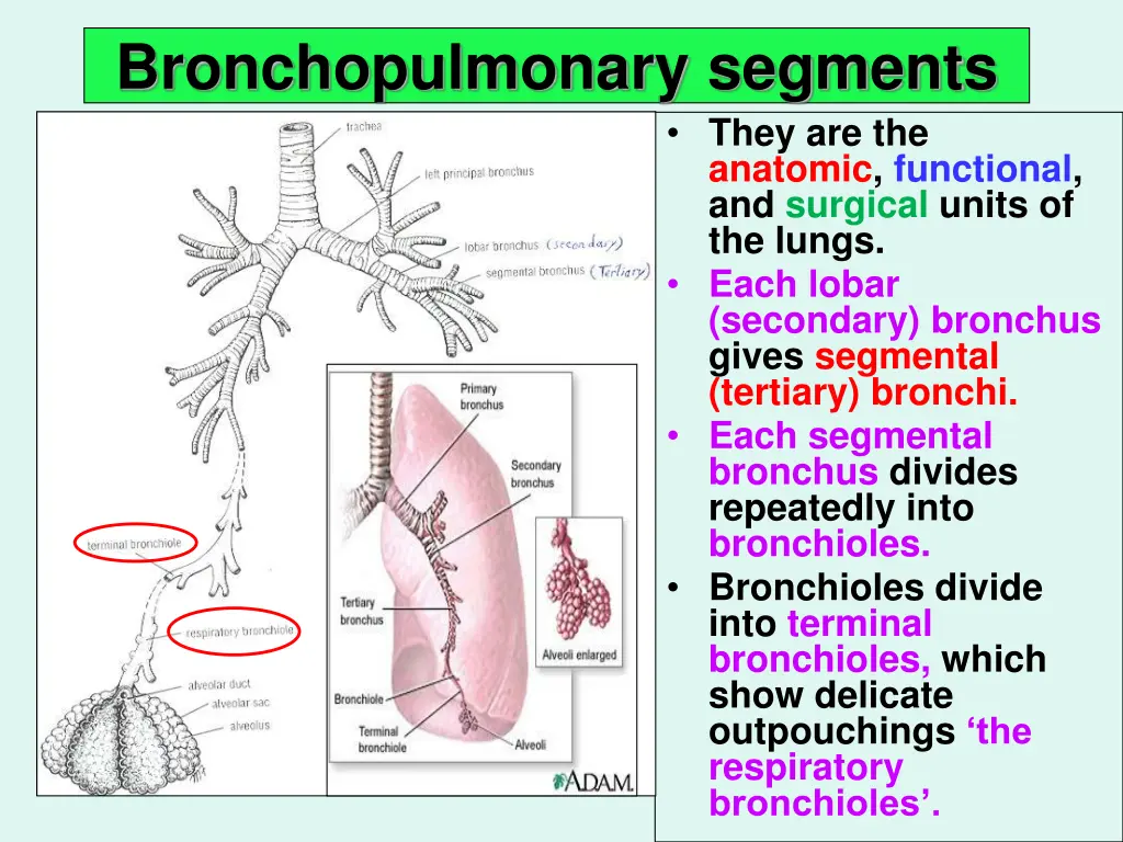 bronchopulmonary segments