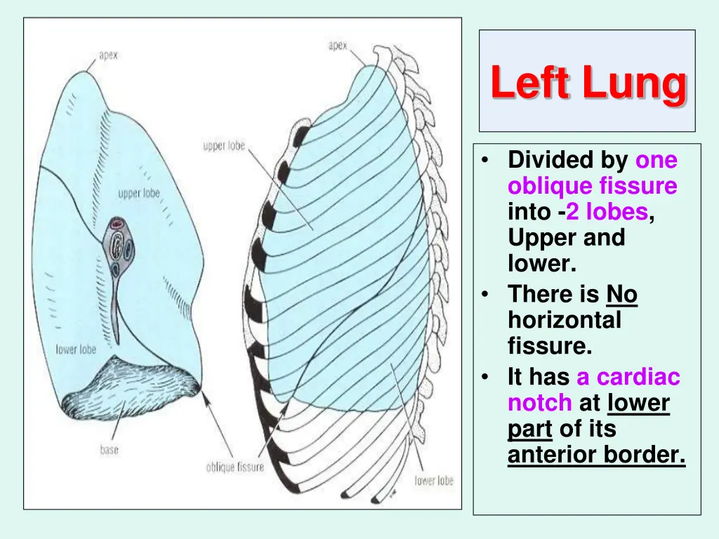 left lung