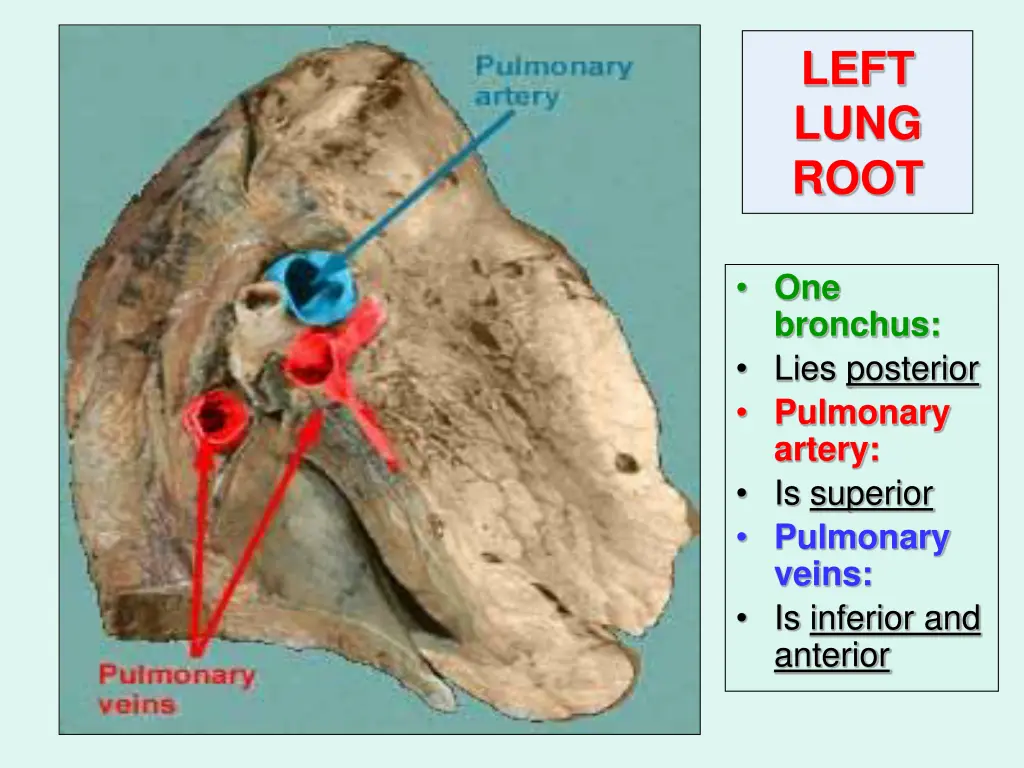 left lung root