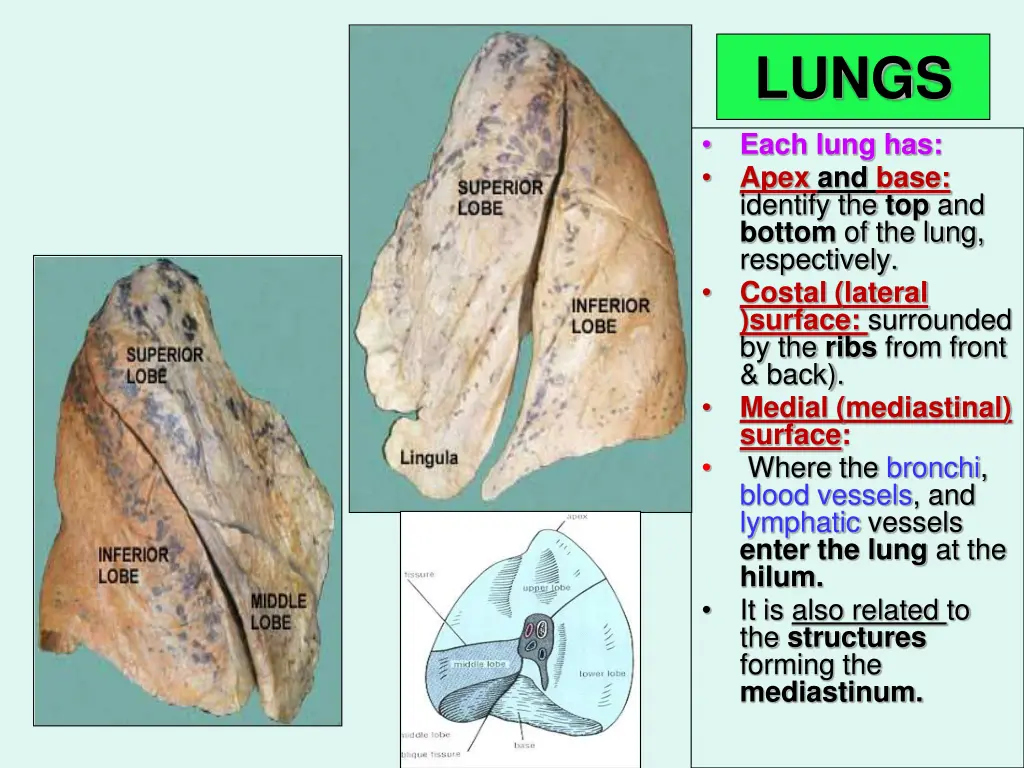 lungs 1