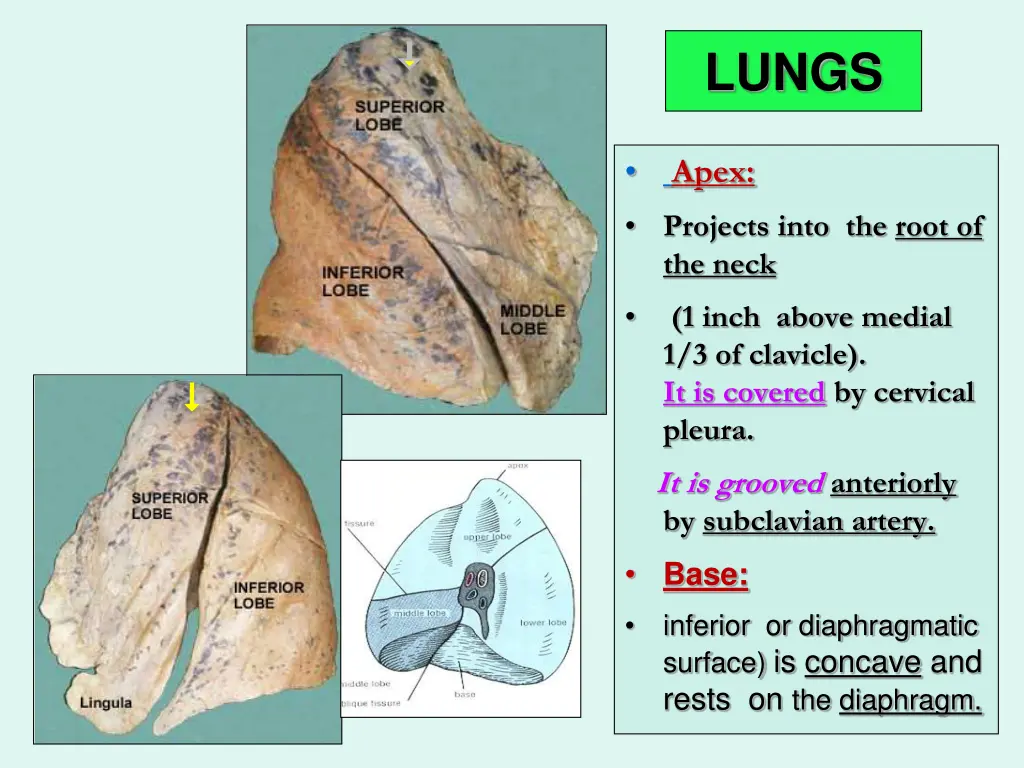 lungs 2