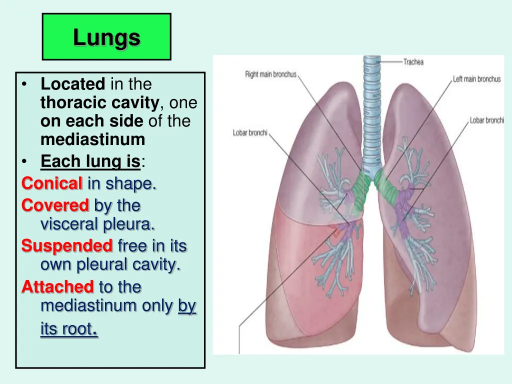 lungs