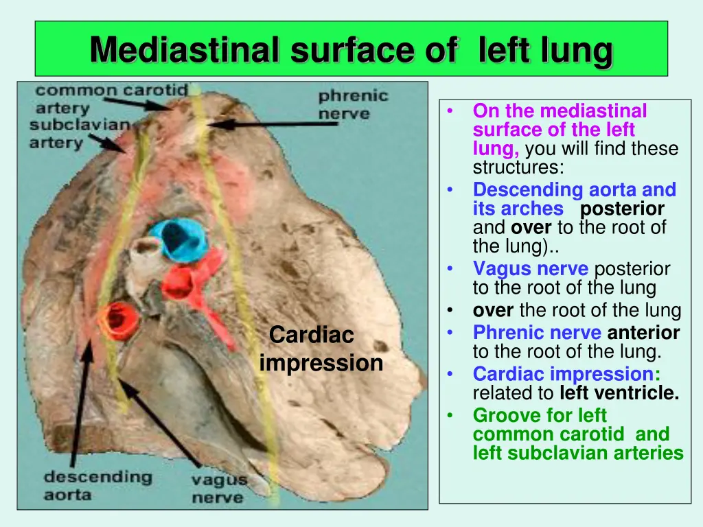 mediastinal surface of left lung