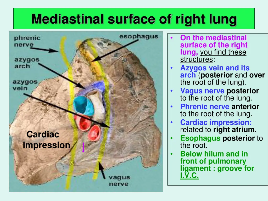 mediastinal surface of right lung