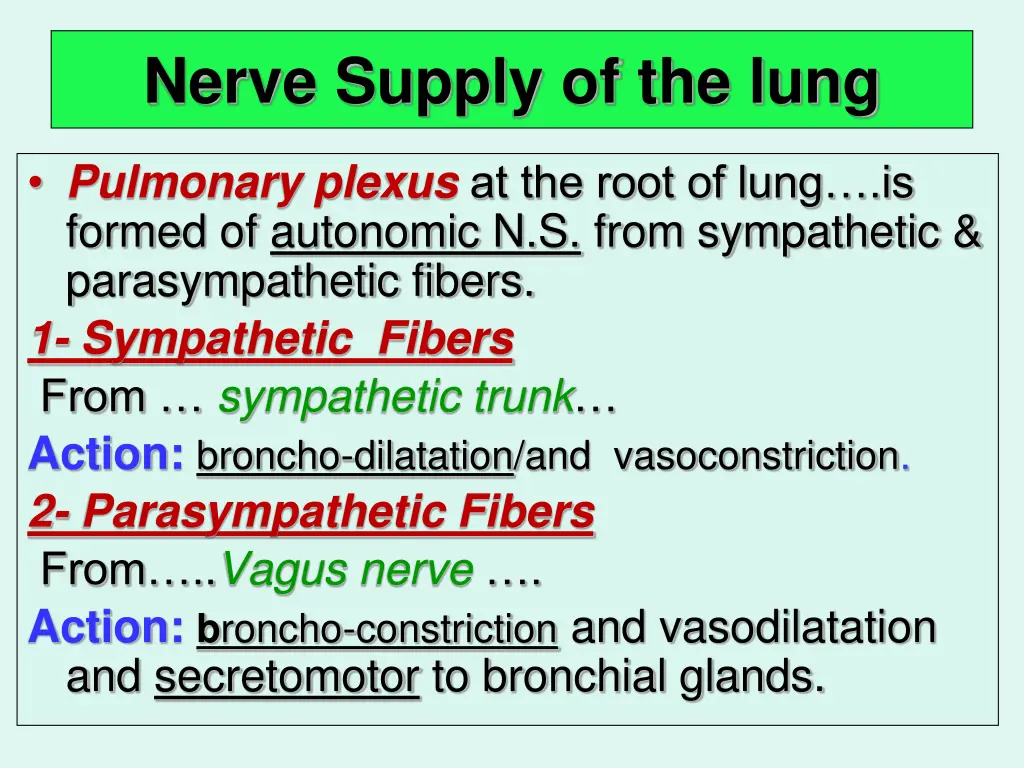 nerve supply of the lung