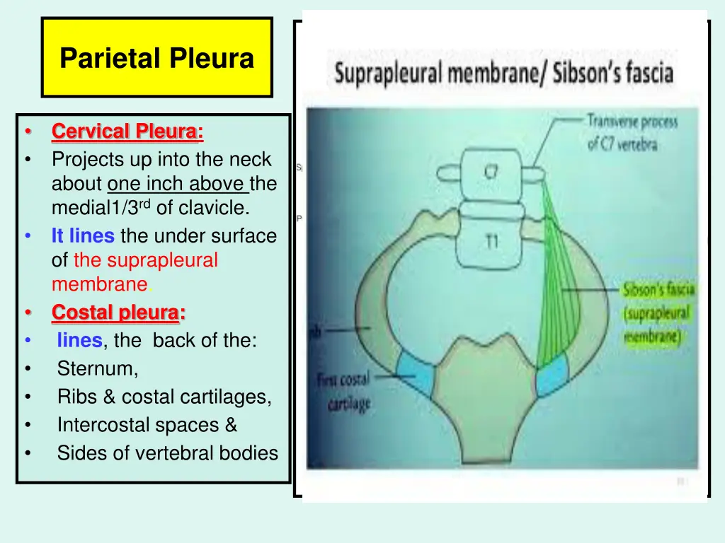 parietal pleura 1